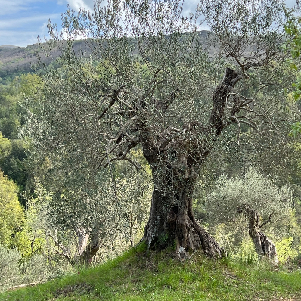 Natural resilience: an olive tree many hundreds of years old